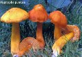 Hygrocybe punicea-amf961